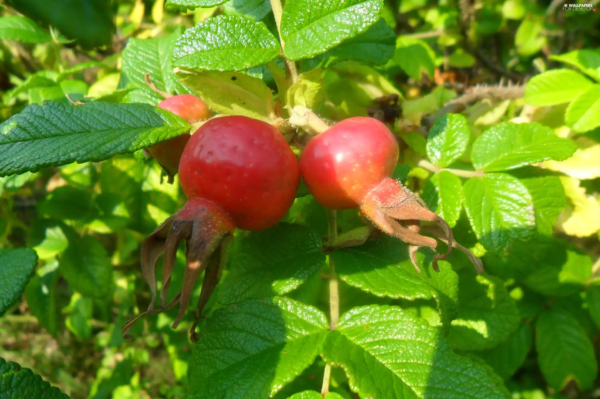 rose, fruit, wild