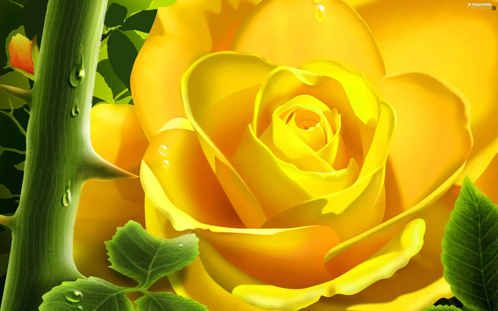 Colourfull Flowers, Yellow Honda, rose