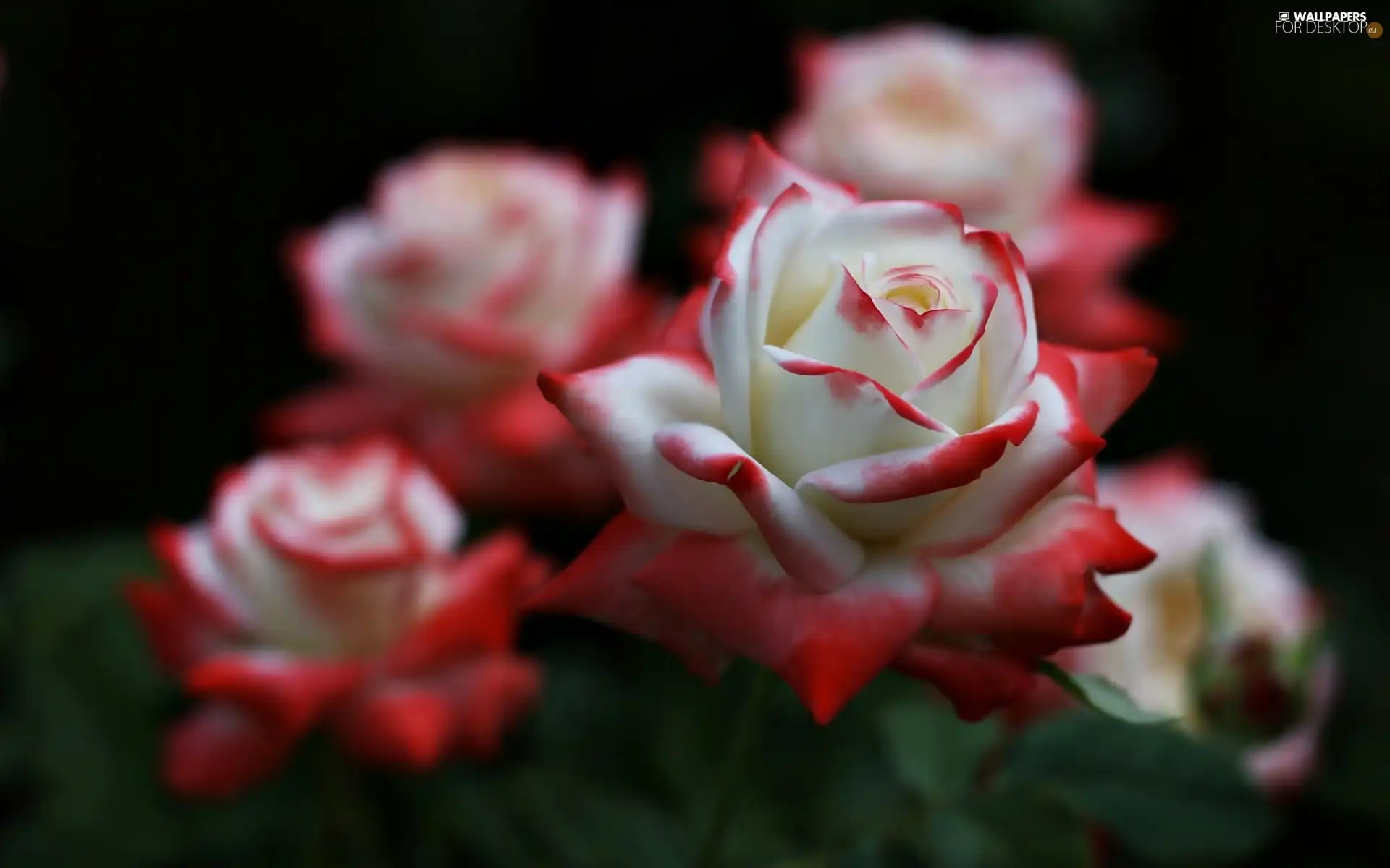 White and Red, roses