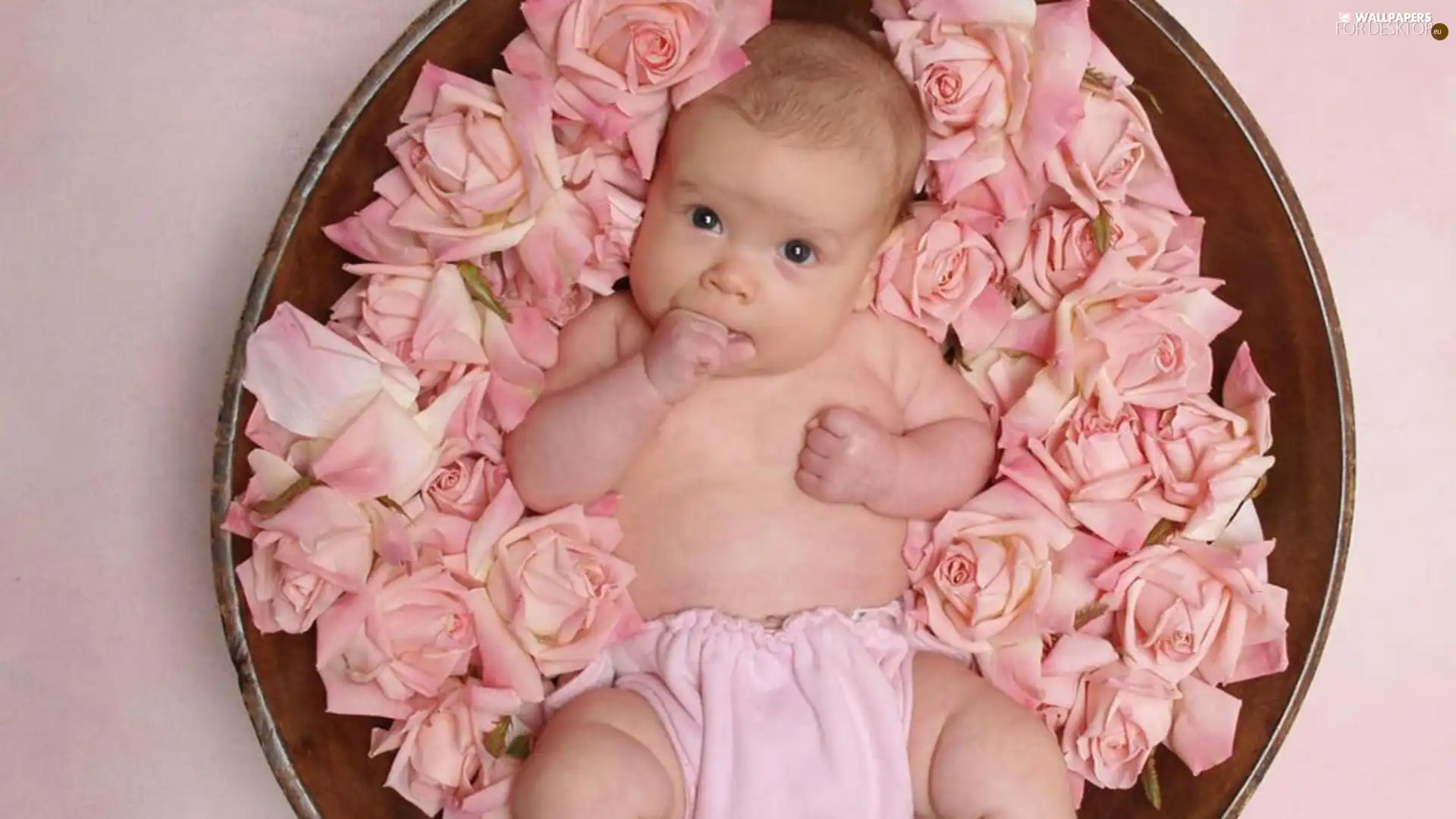 babe, roses