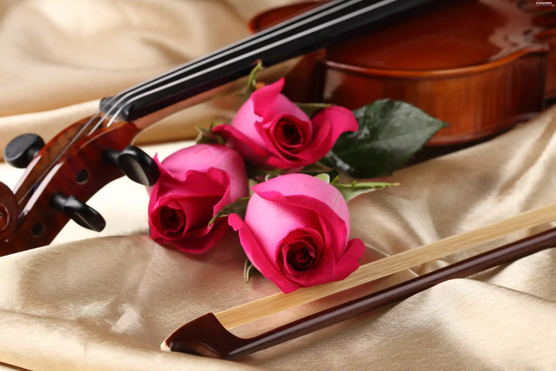 roses, violin, bow