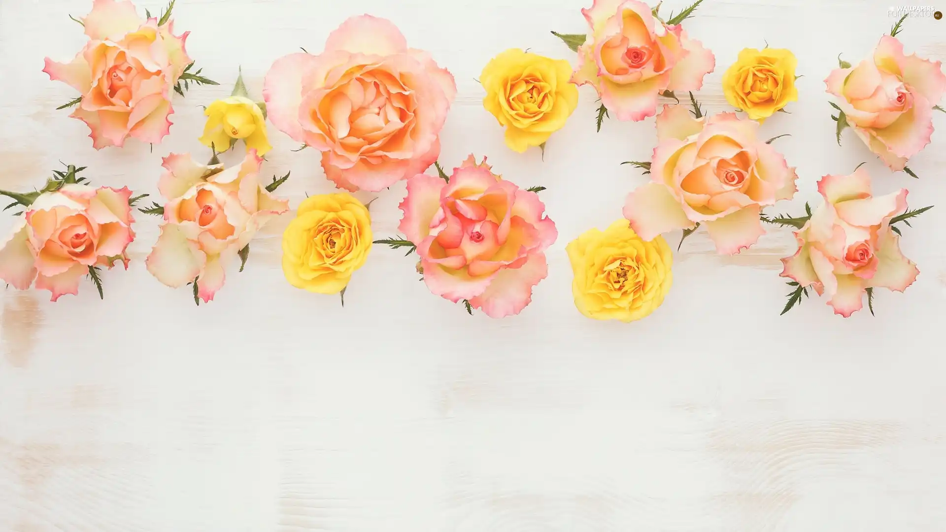 Flowers, White, boarding, roses