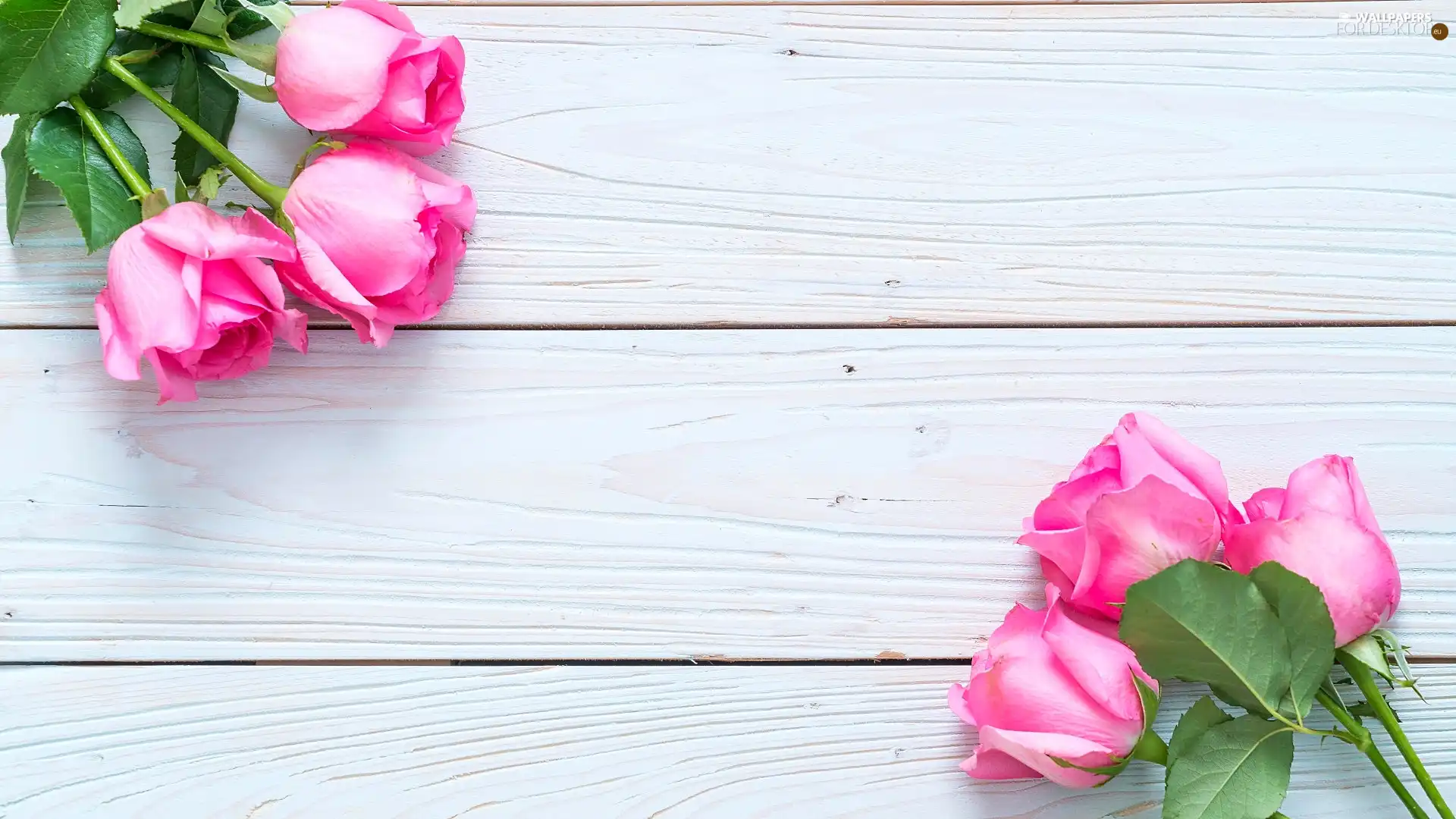 White, boarding, Pink, roses, Colourfull Flowers