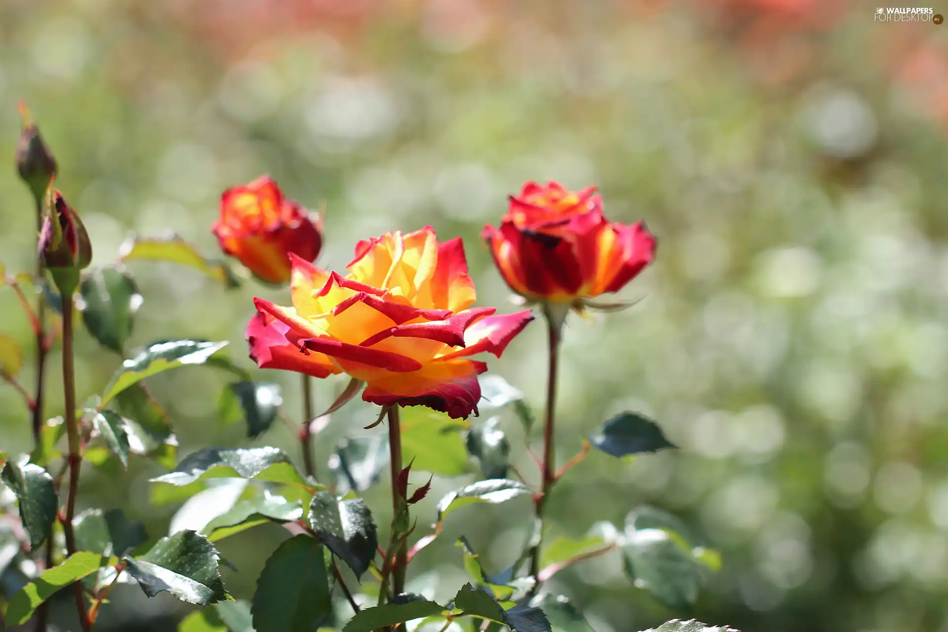 roses, Flowers, yellow, Red, tea