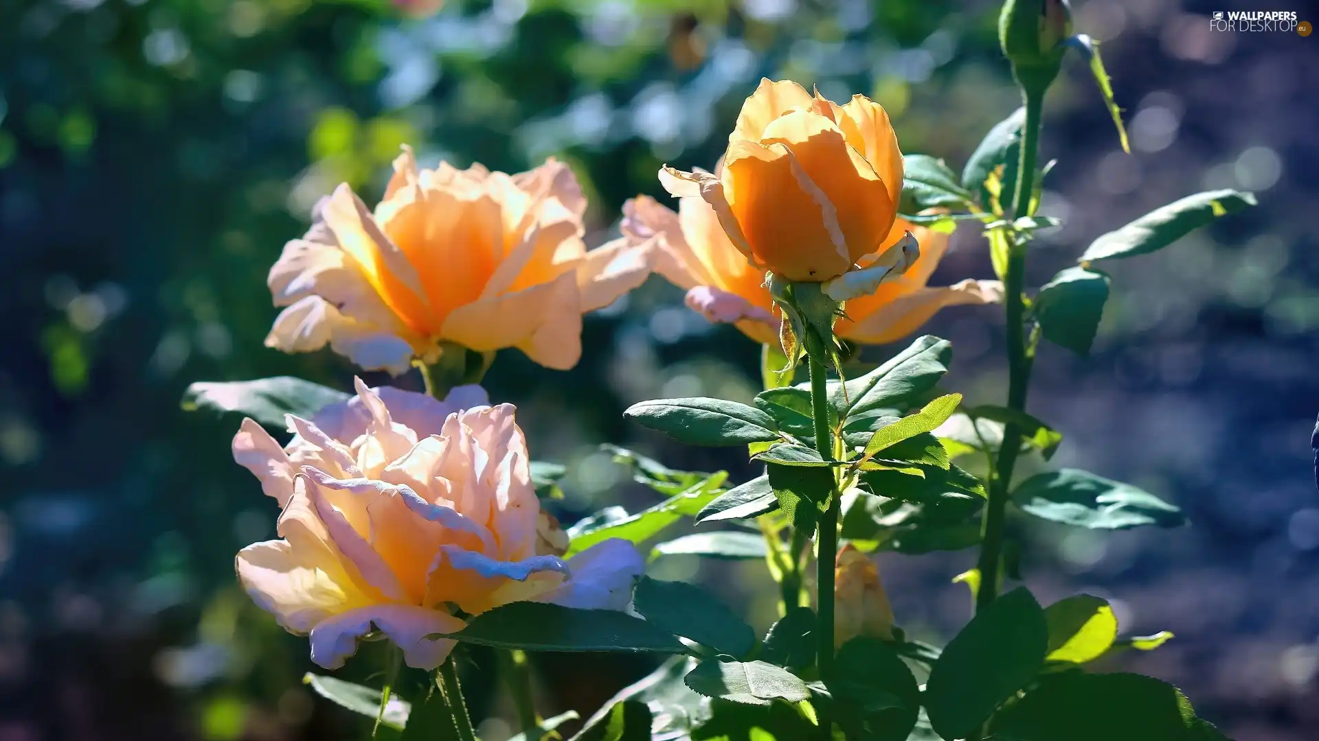 roses, leaves