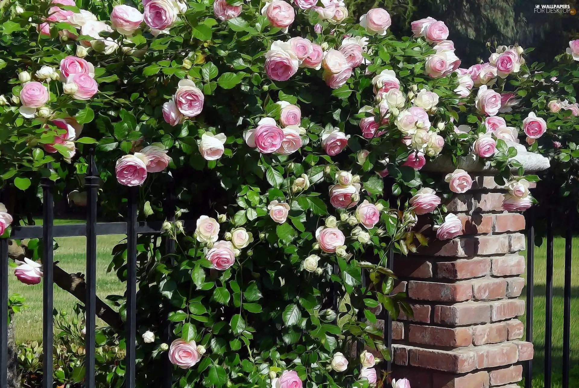 Park, Climbing, roses, fence