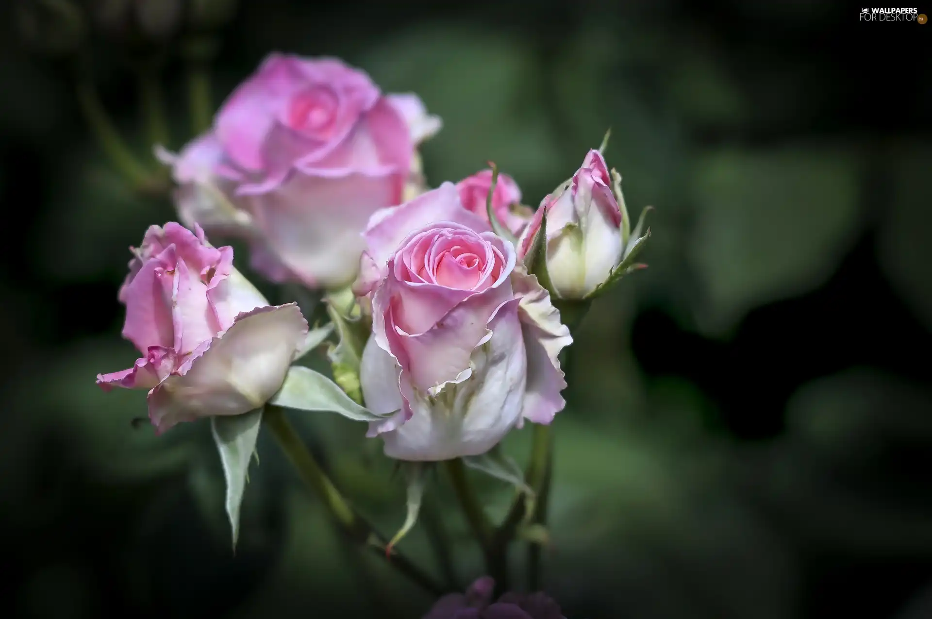 Pink, roses