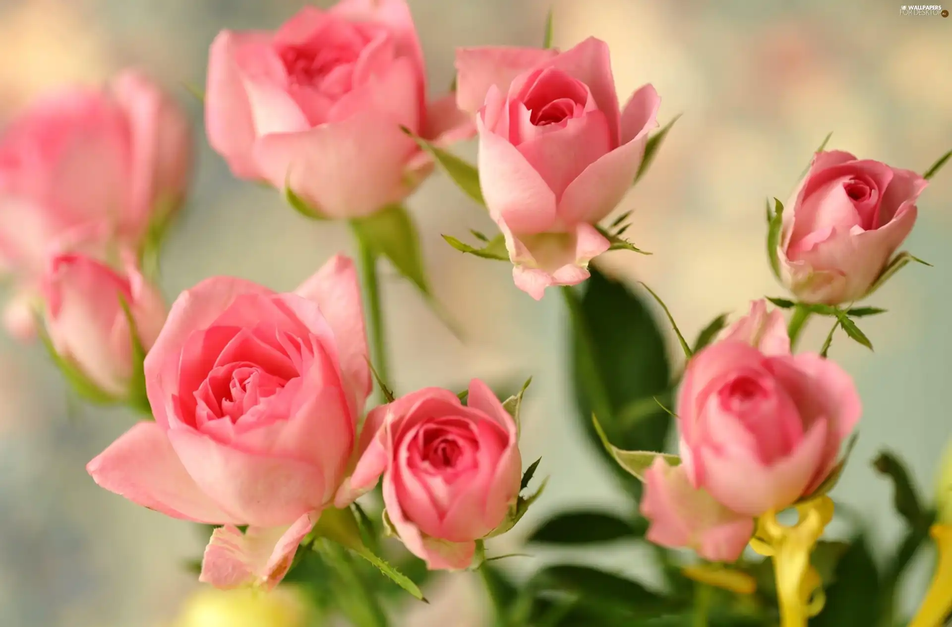 Pink, roses