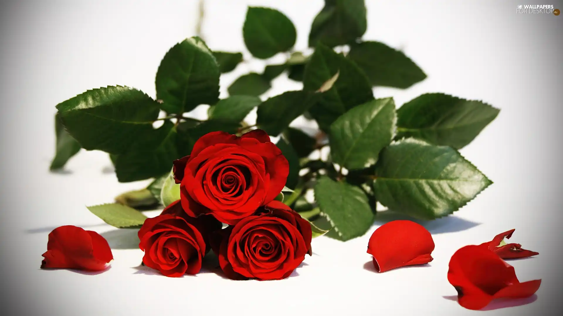 Red, roses