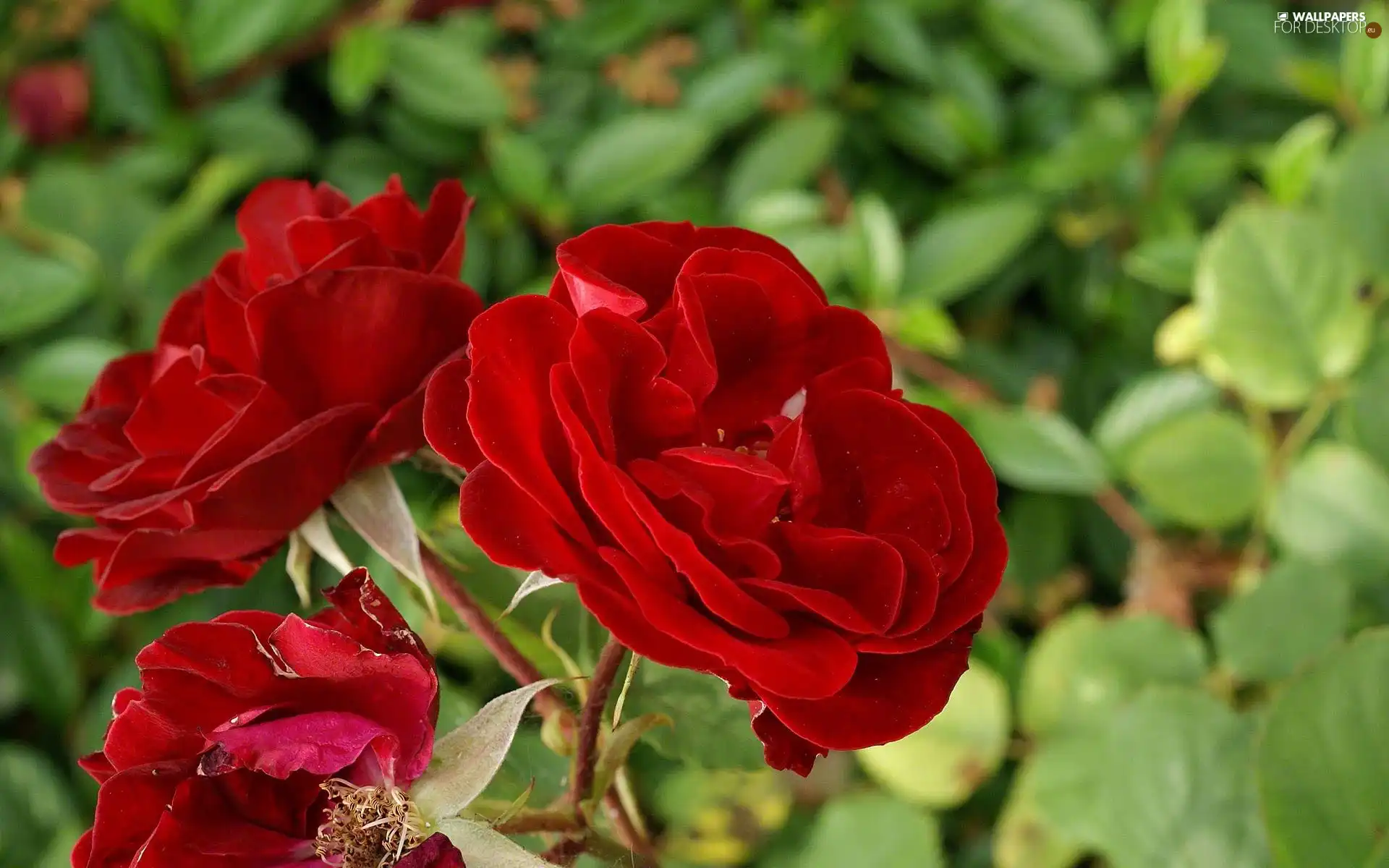 Red, roses