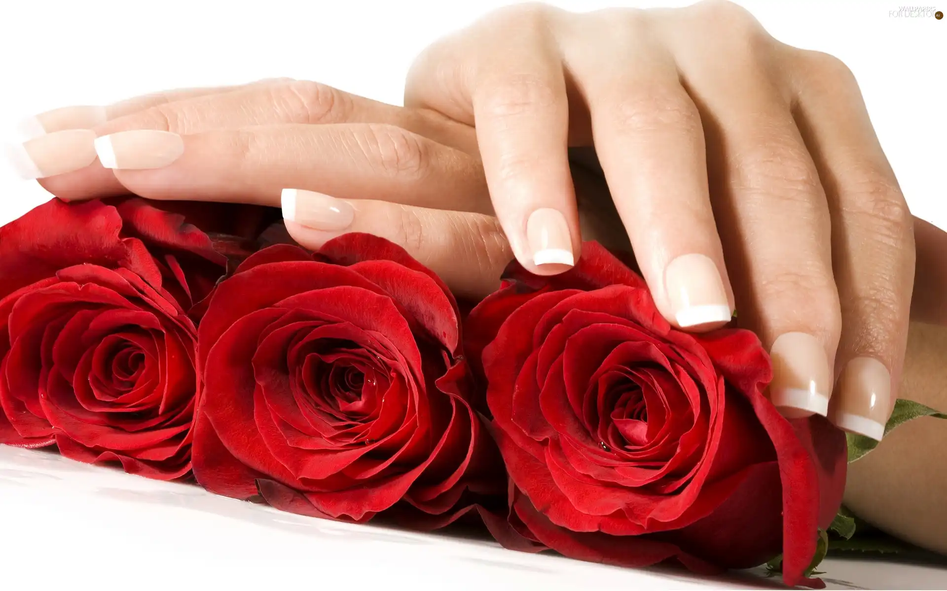 roses, hands, Red