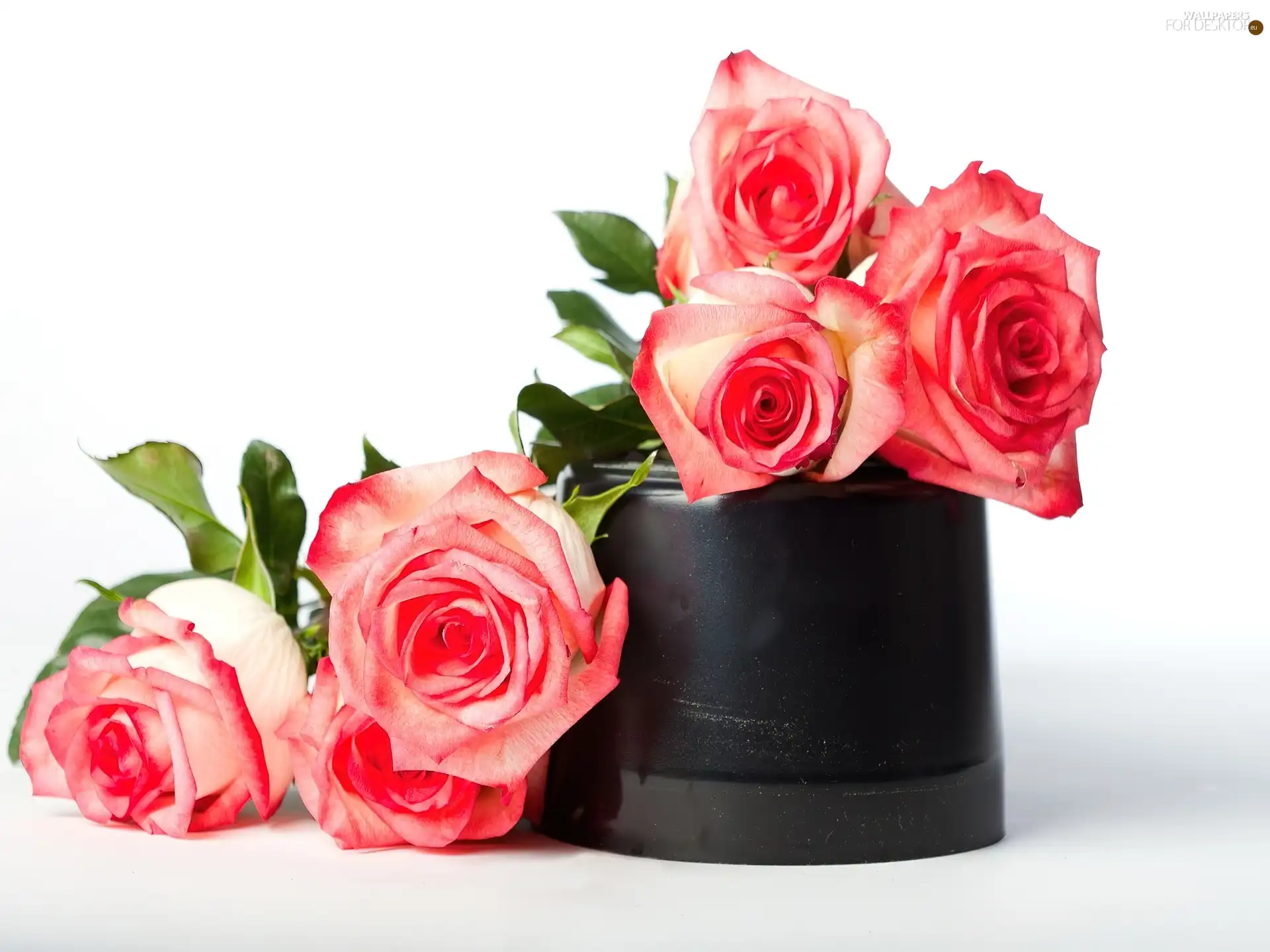 vase, roses