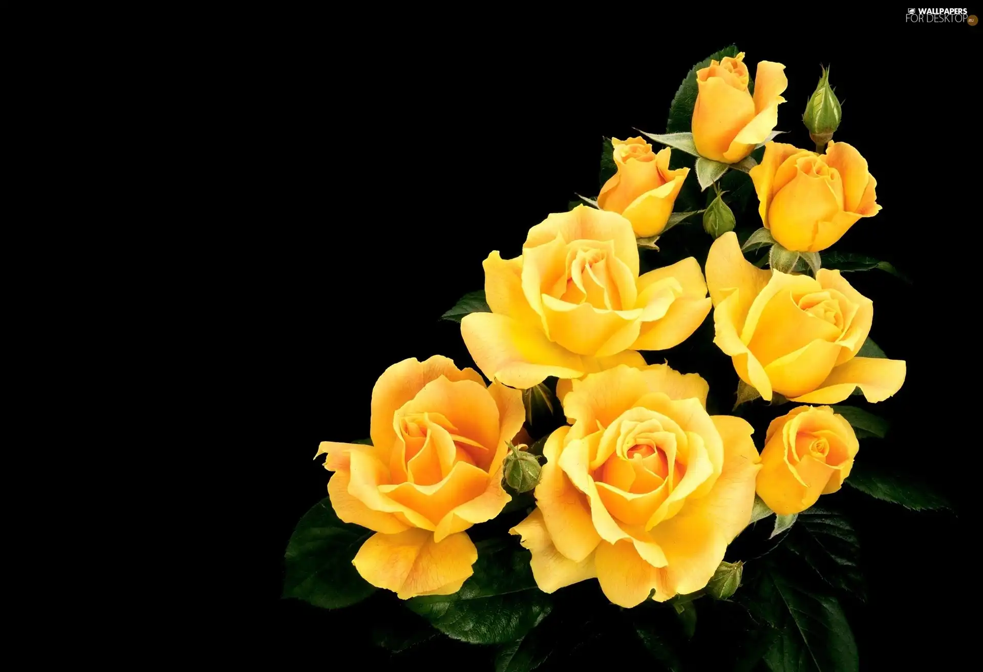 Yellow, roses