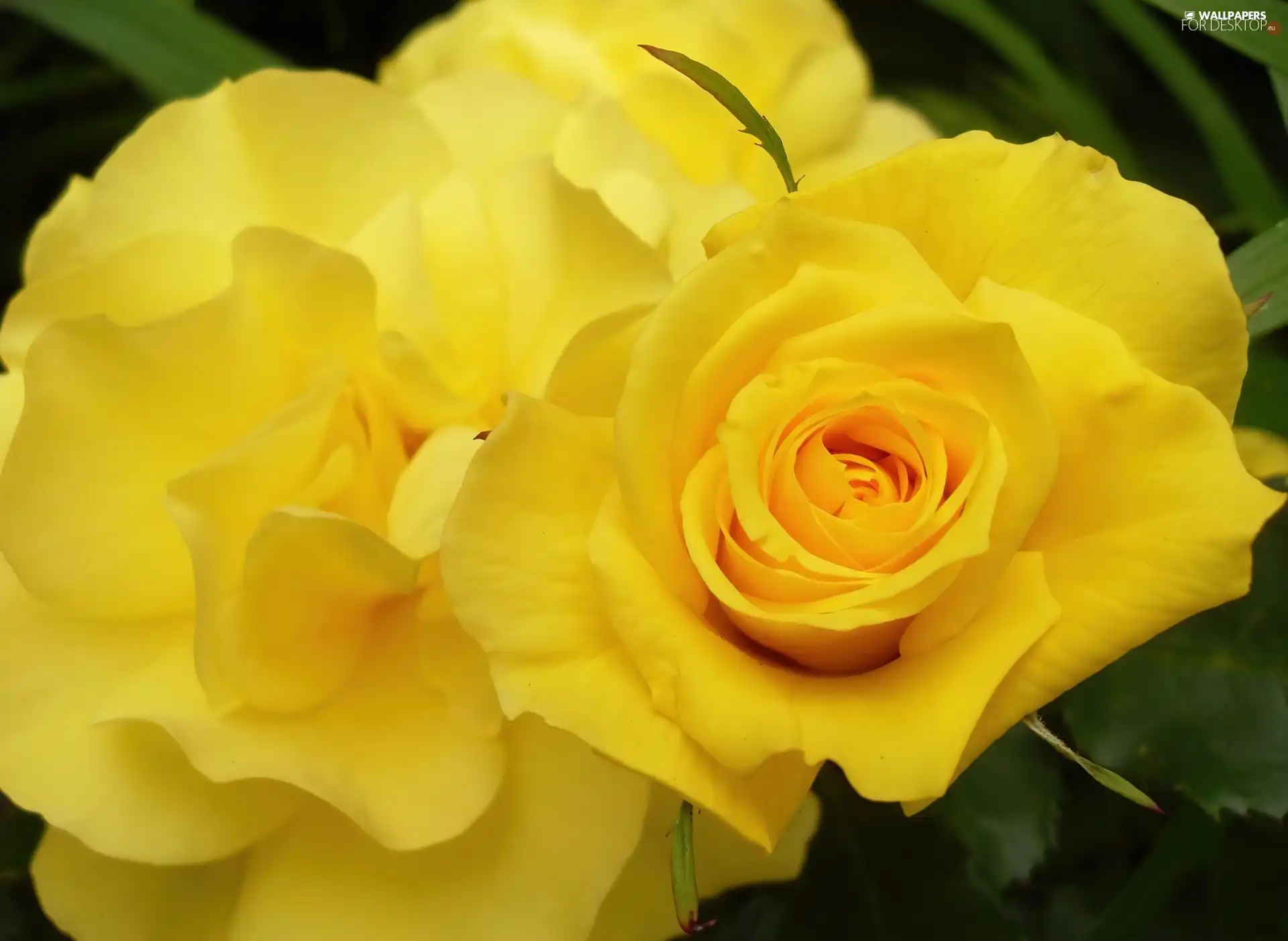 Yellow, roses
