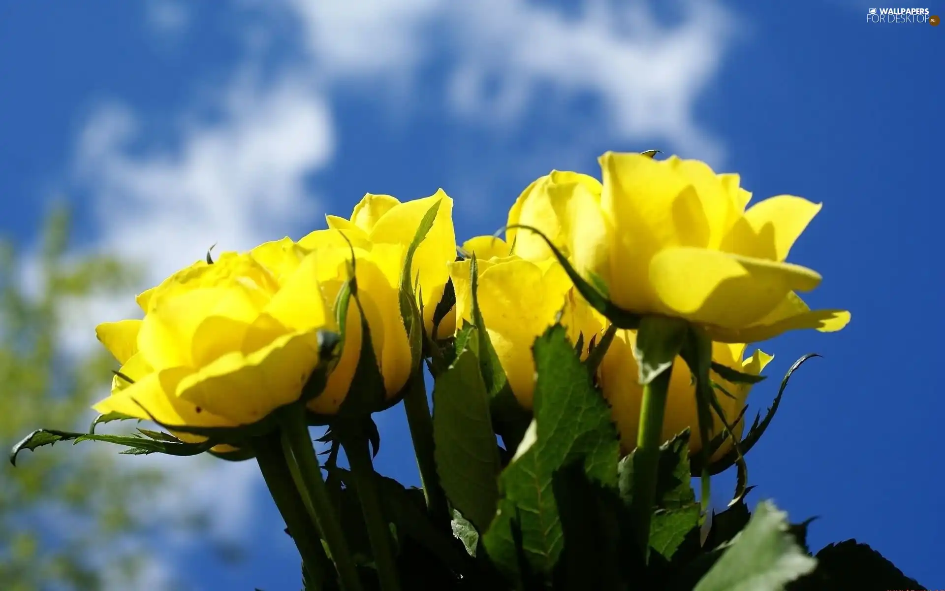 Yellow, roses