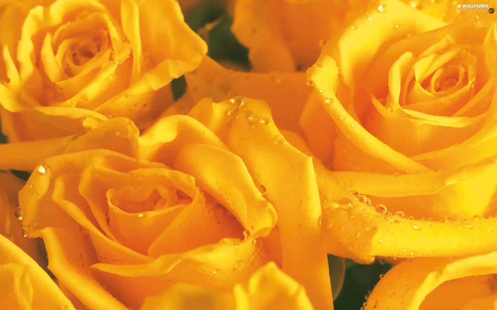 Yellow, roses