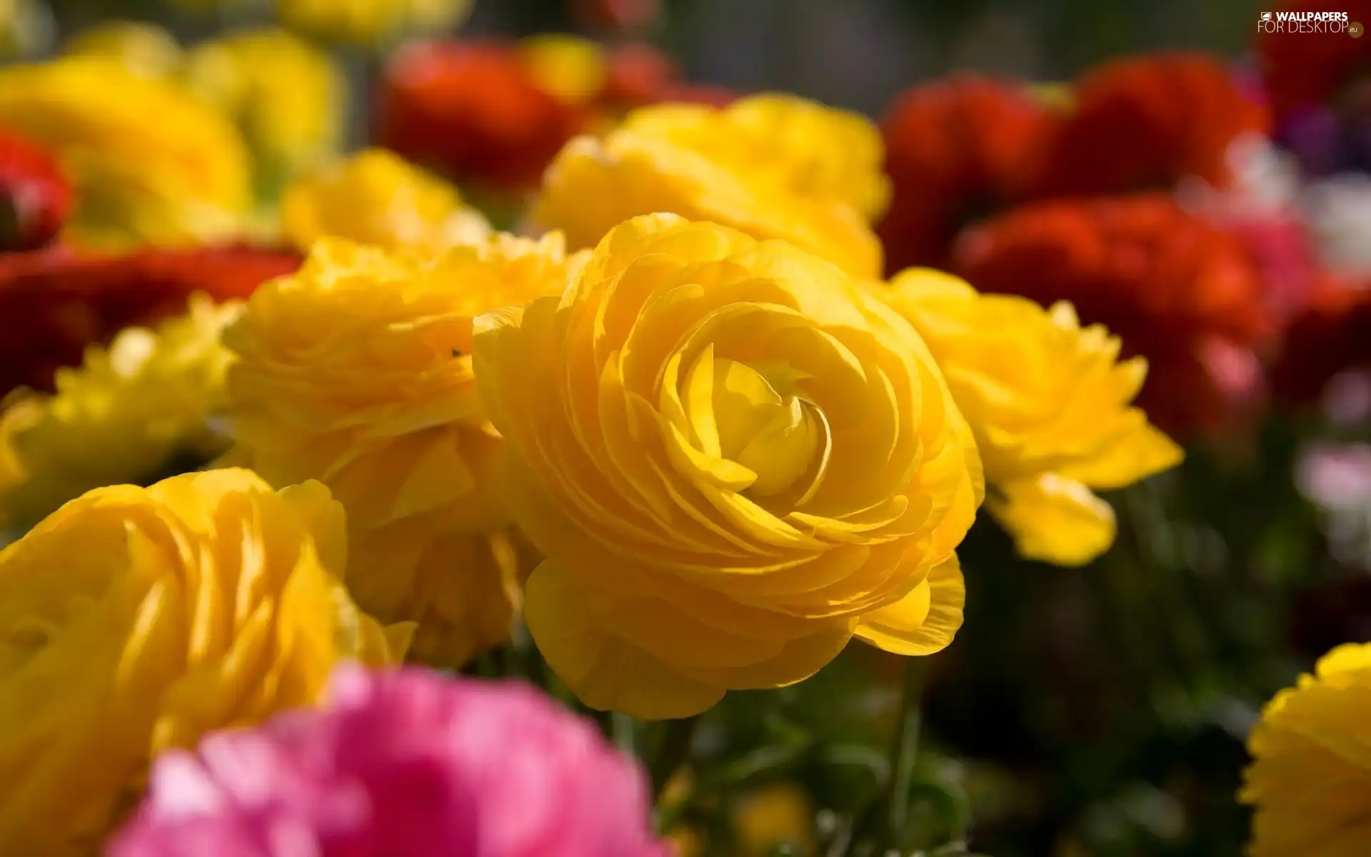 Download roses, Flowers, Yellow - For desktop wallpapers: 1920x1200
