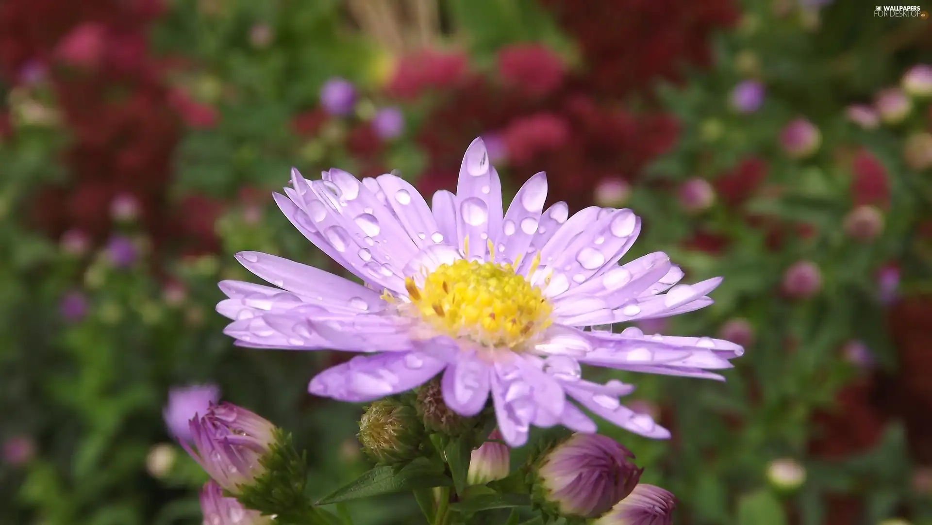 Aster, droplets, Rosy, Violet