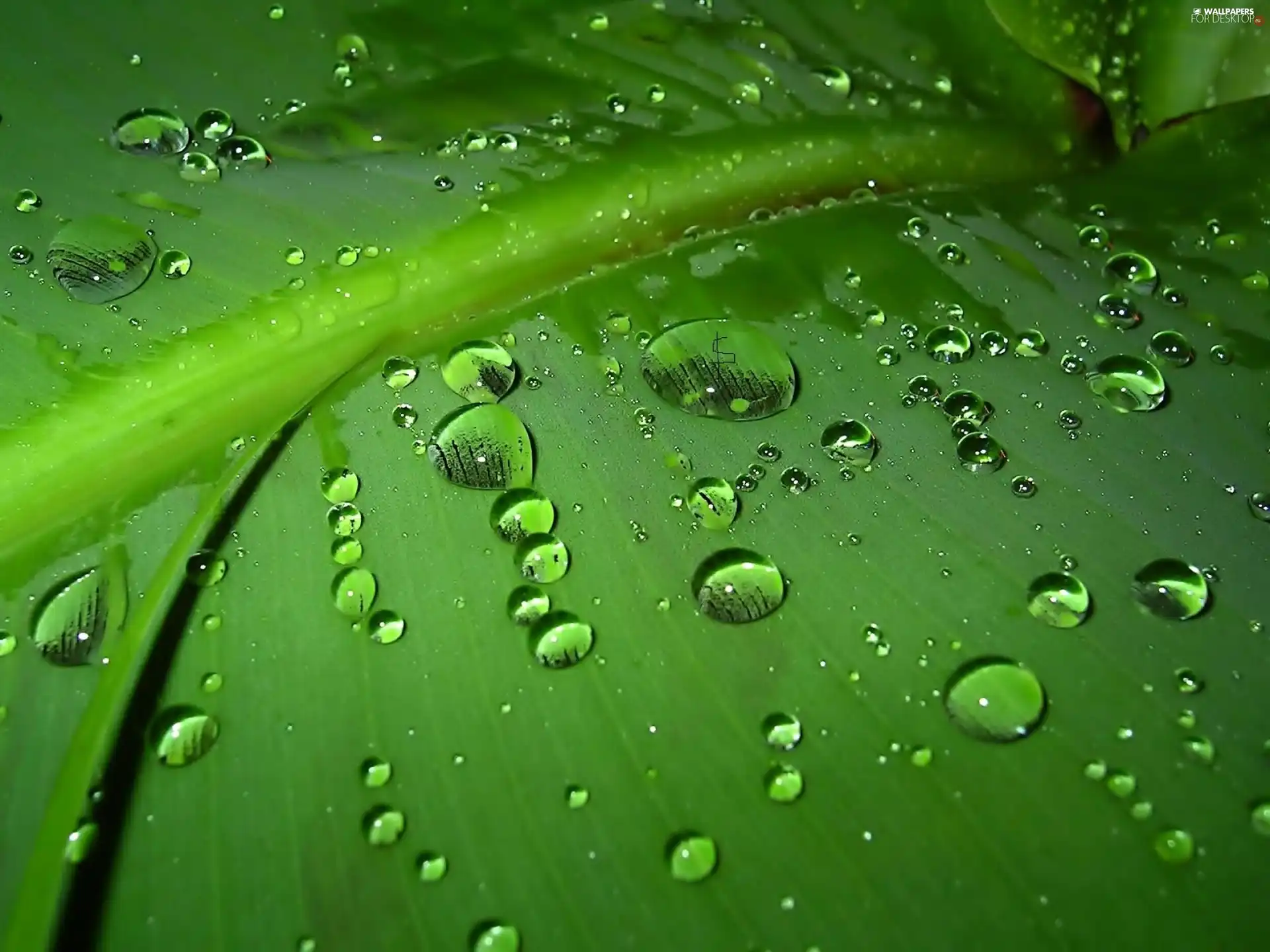 Big, drops, Rosy, leaf