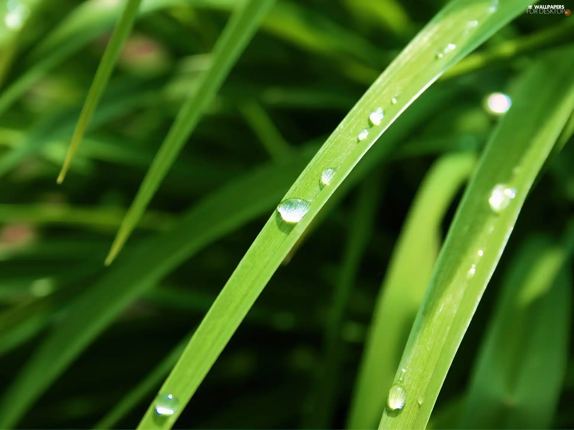 Rosy, plant, drops