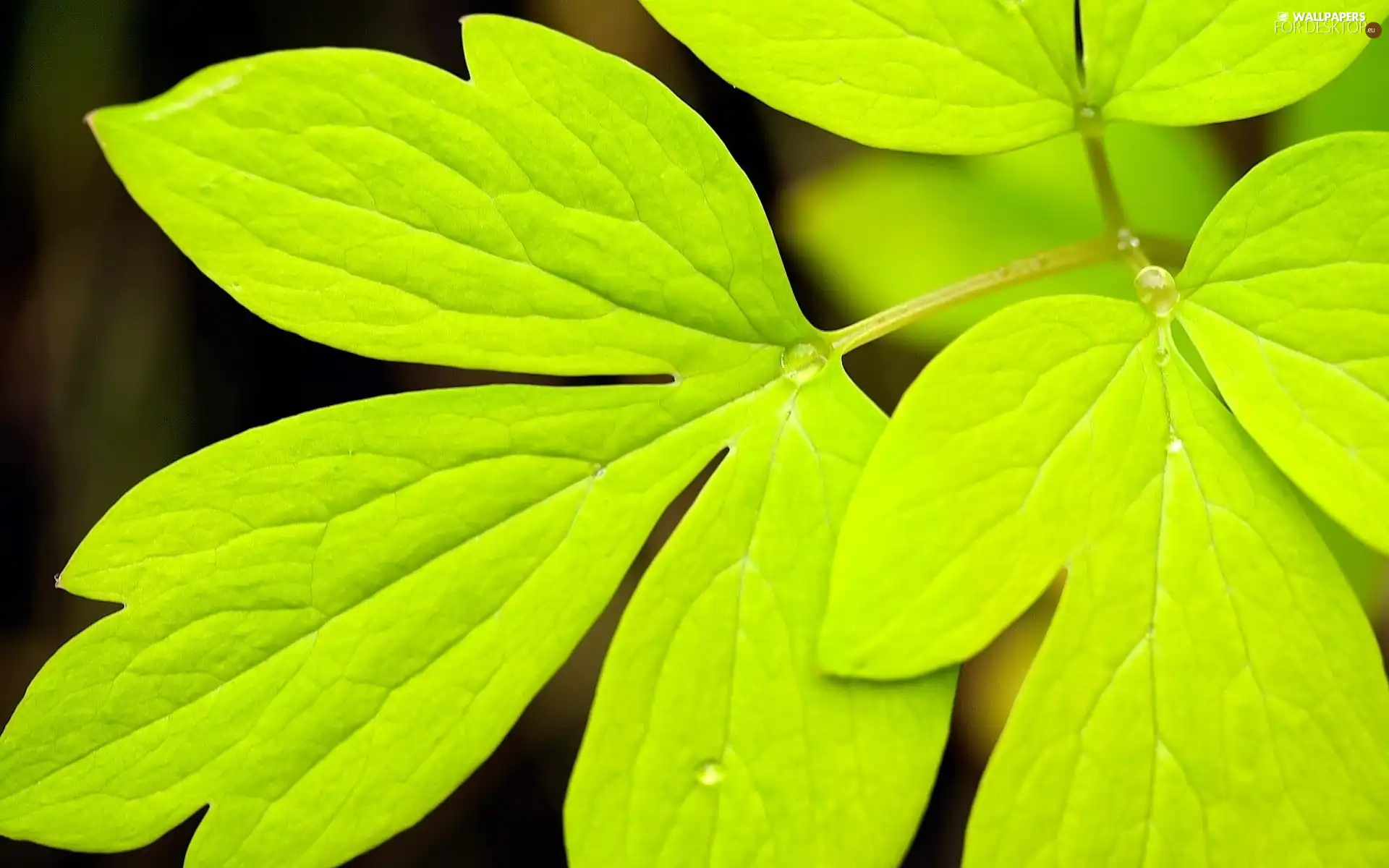 green ones, drops, Rosy, Leaf