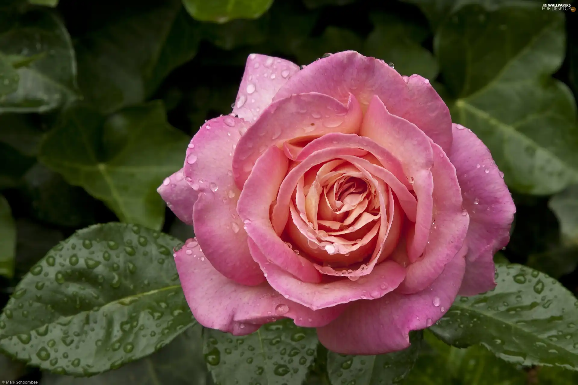 Pink, droplets, Rosy, rose