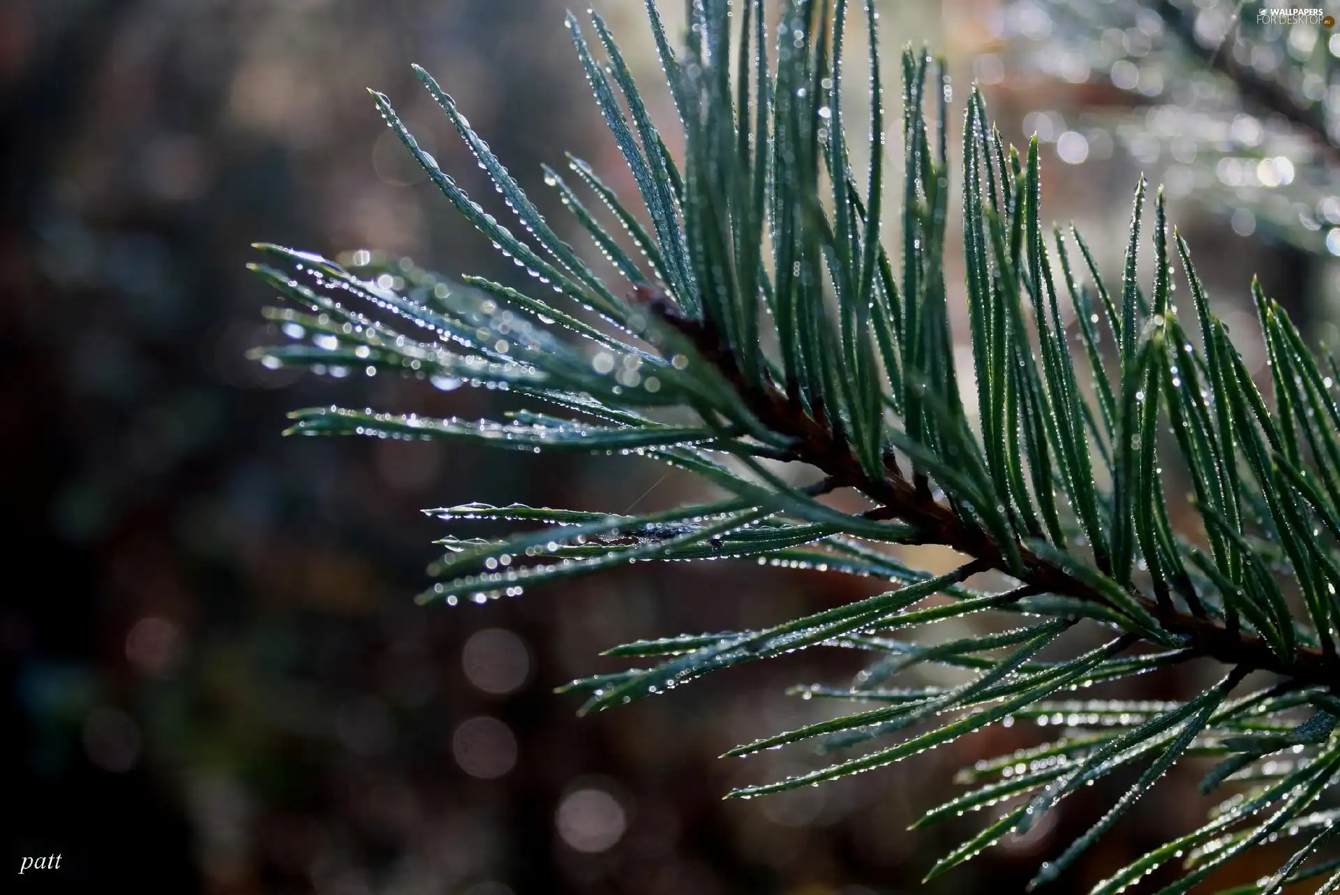 Rosy, trees, pine, drops, branch