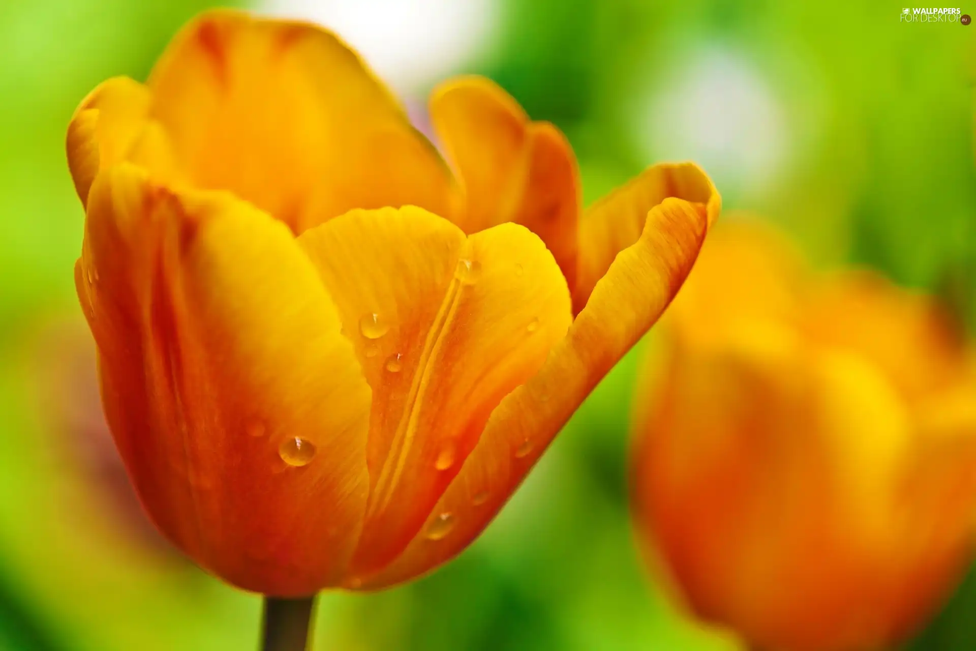 Yellow, drops, Rosy, tulip
