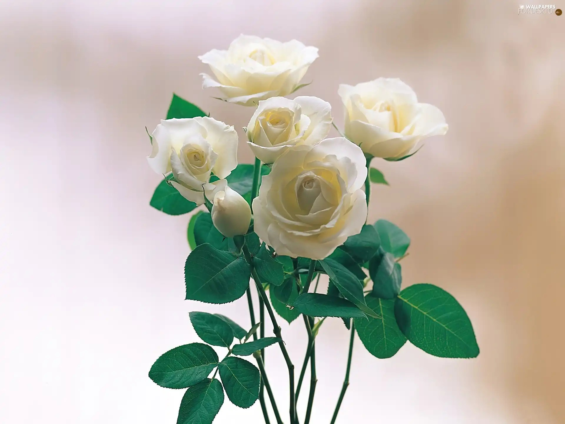 rouge, bouquet, white