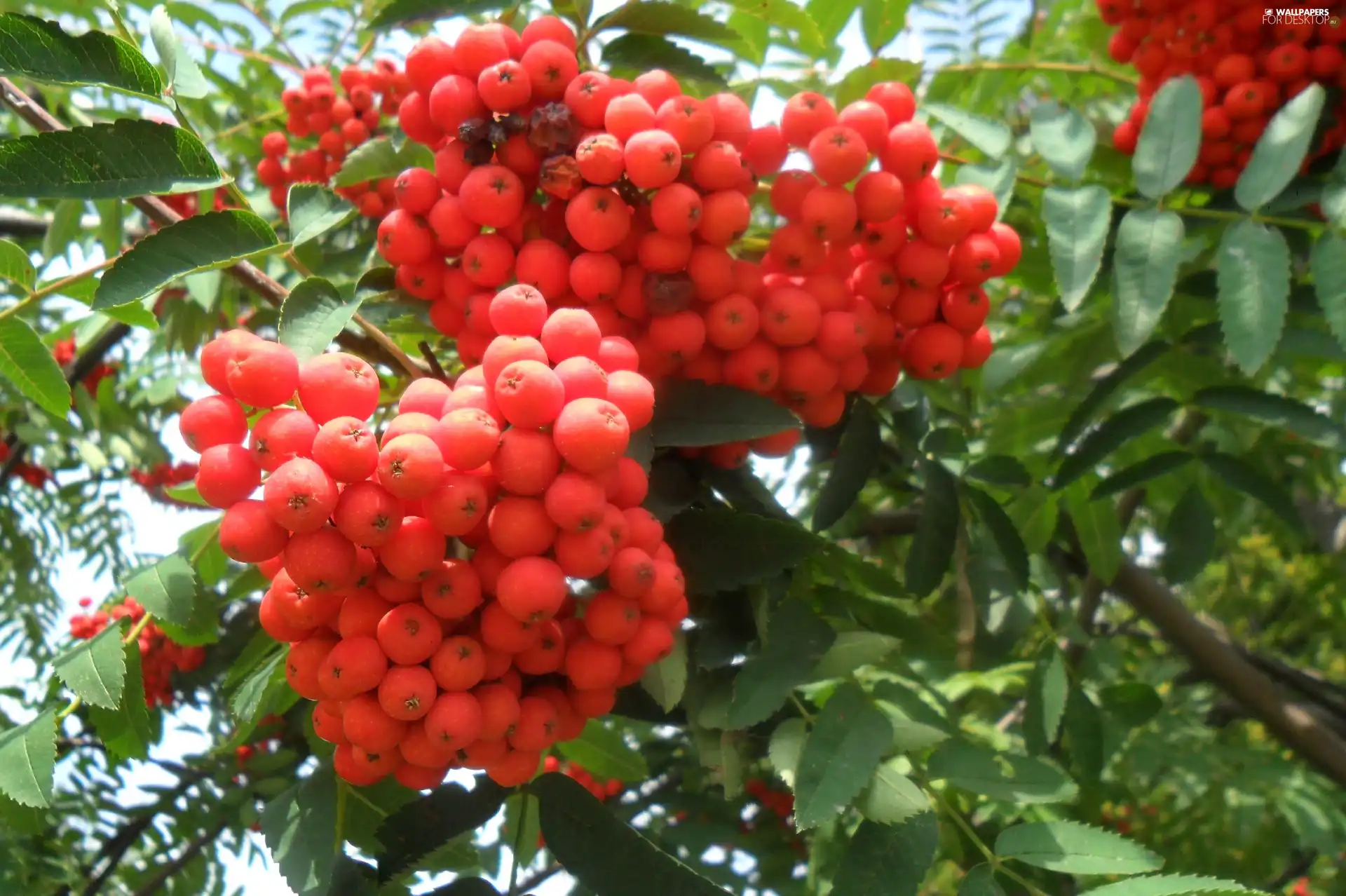 rowan, Mature, Grapes