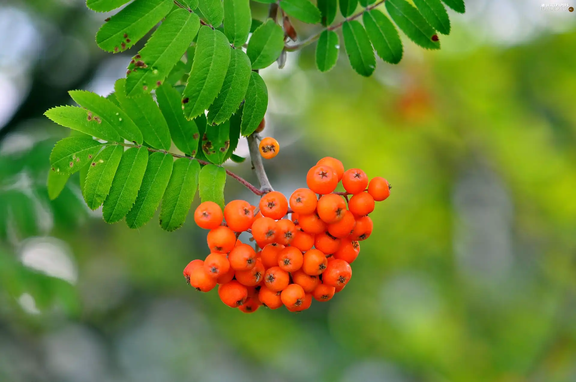 twig, rowan