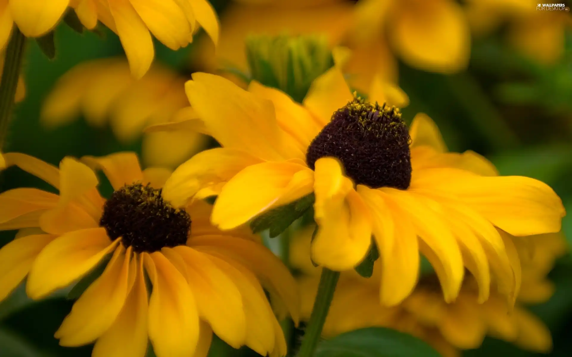 Rudbeckia brilliant