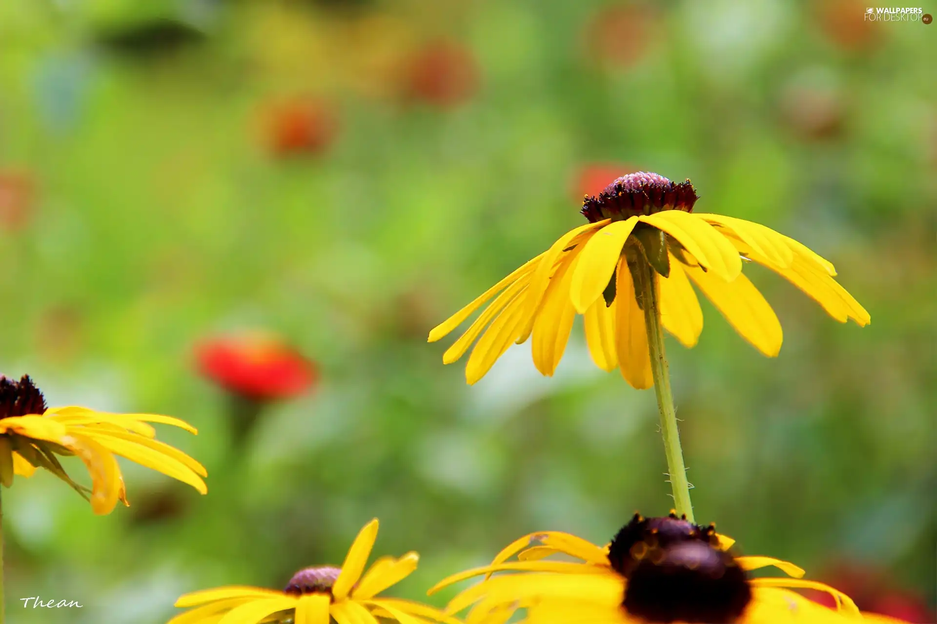 Rudbeckia, Yellow, Flowers