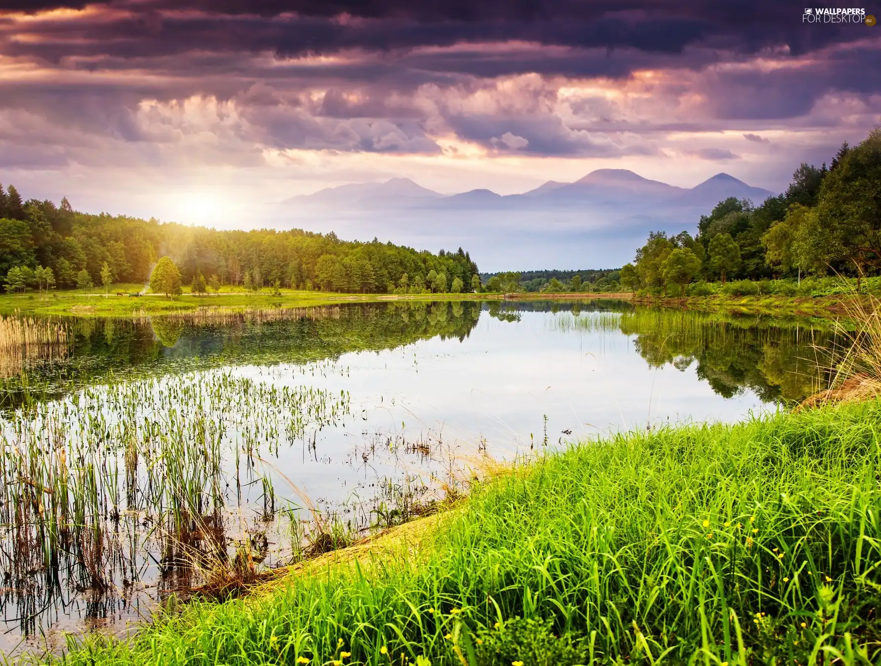 clouds, lake, rushes, woods