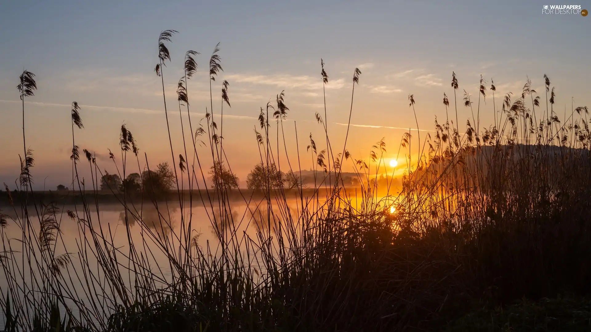 lake, rushes, Great Sunsets, grass