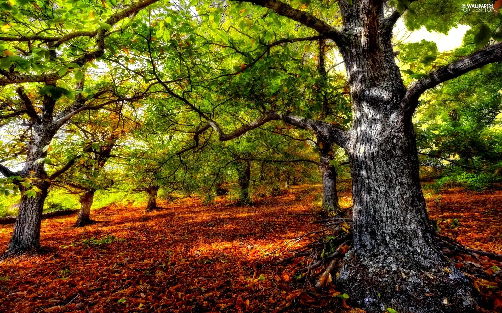 rust, Leaf, trees, viewes, autumn