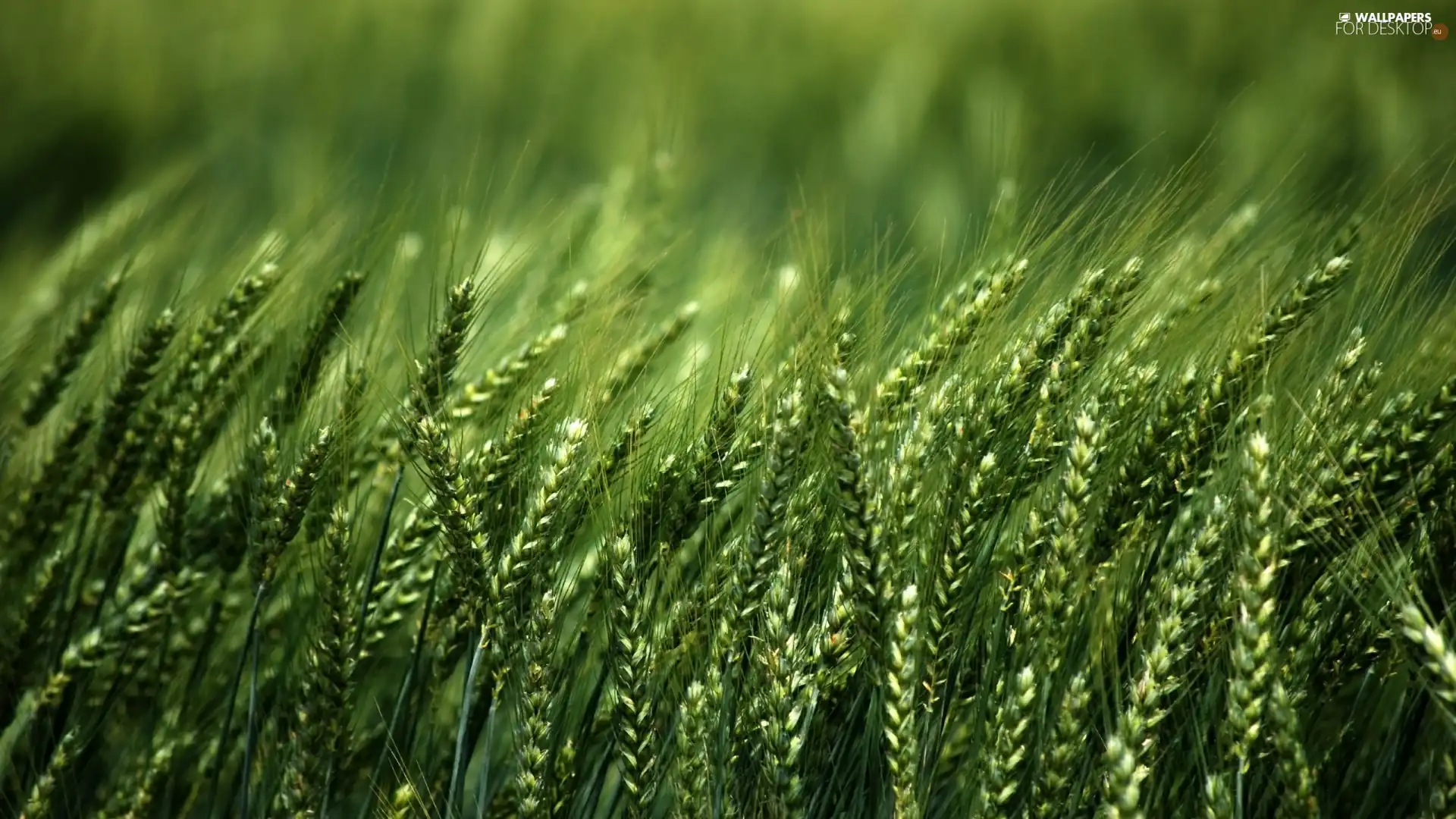 rye, corn, Ears