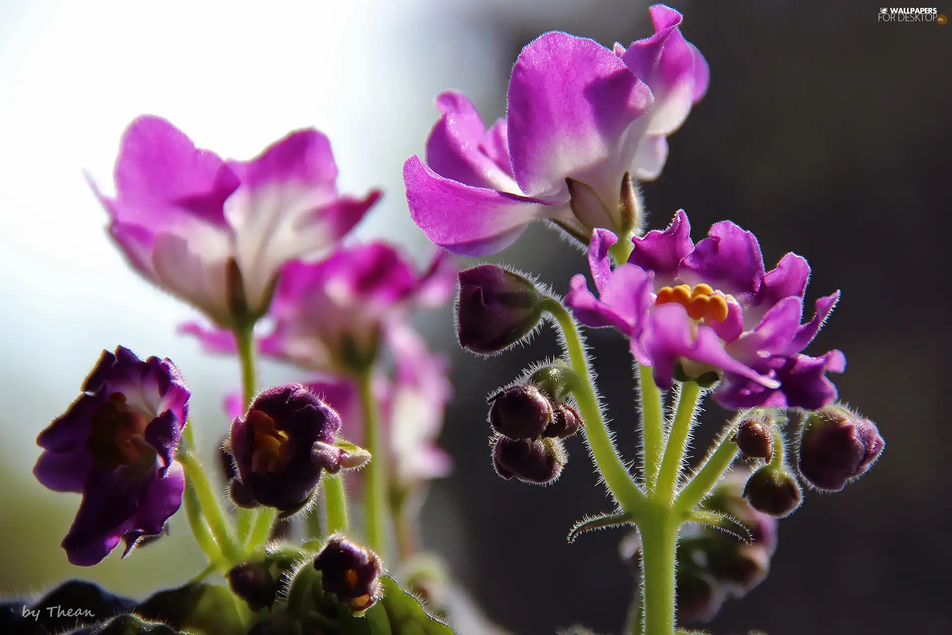 purple, Saintpaulia