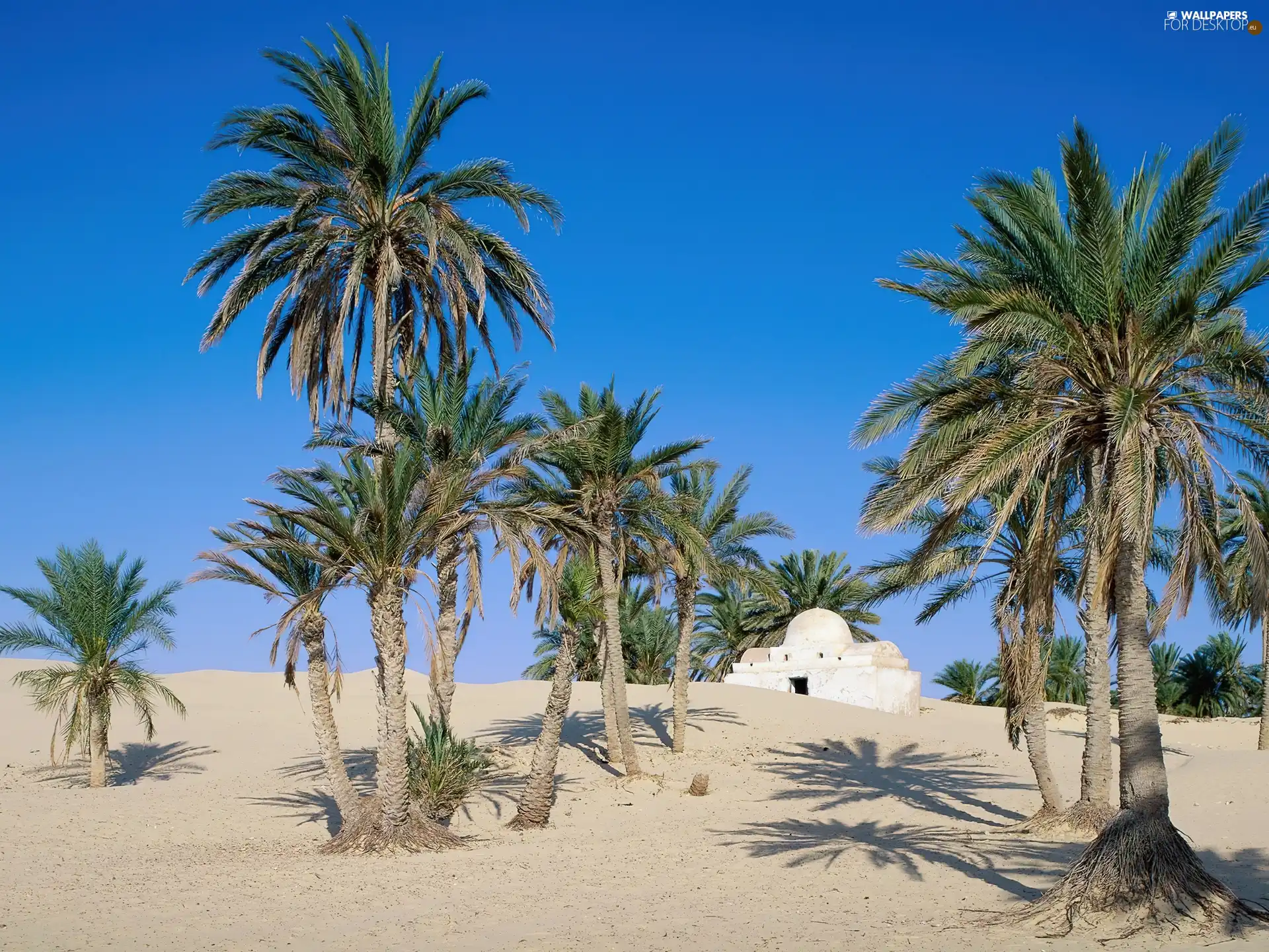 Palms, Sand