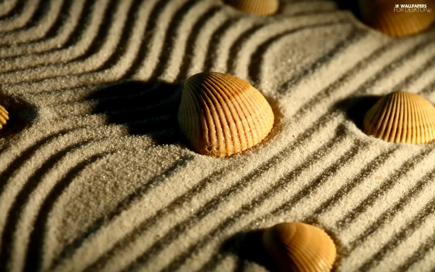 Shells, Sand