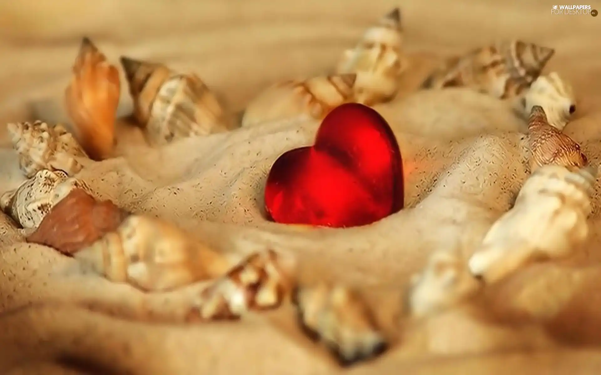 Sand, Heart, Shells