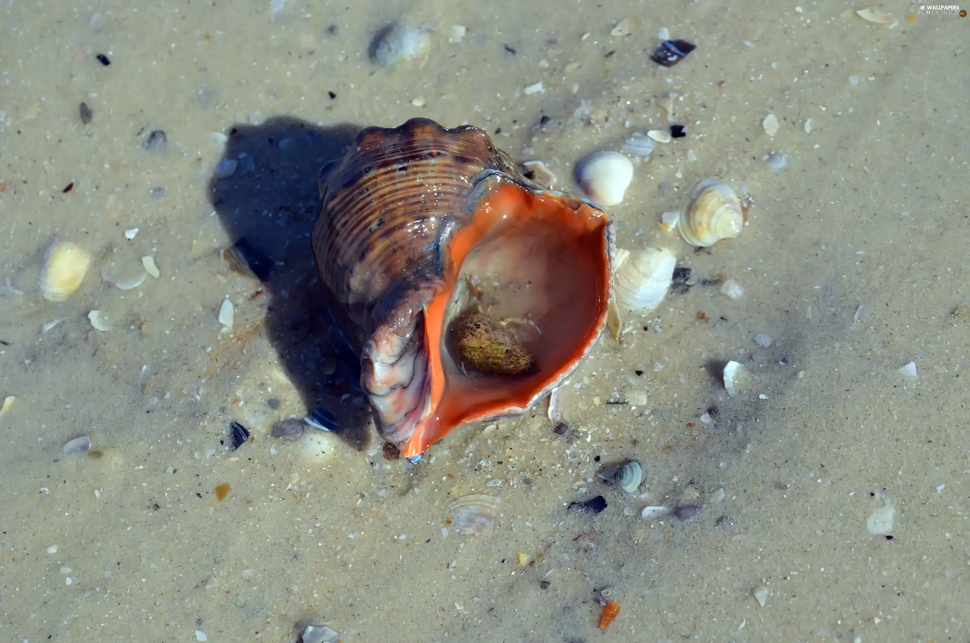 Sand, sea, Shells