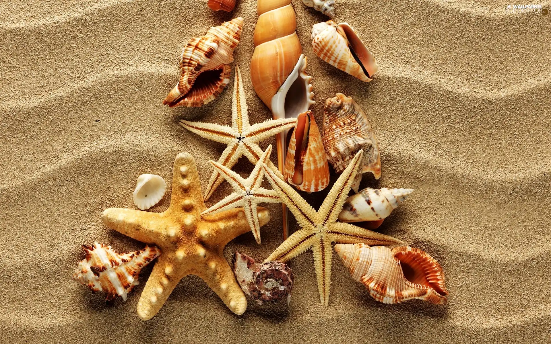 Sand, Shells, starfish