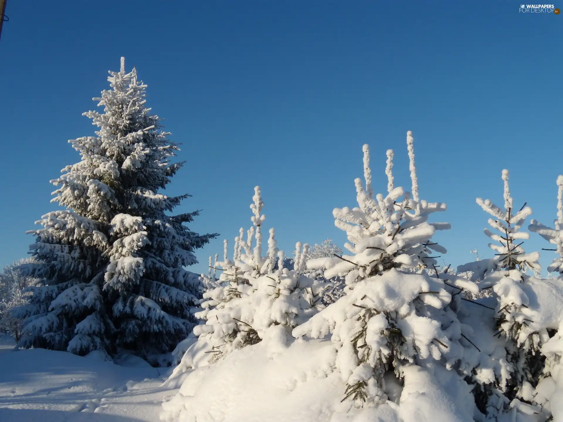 Sapling, winter, Snowy