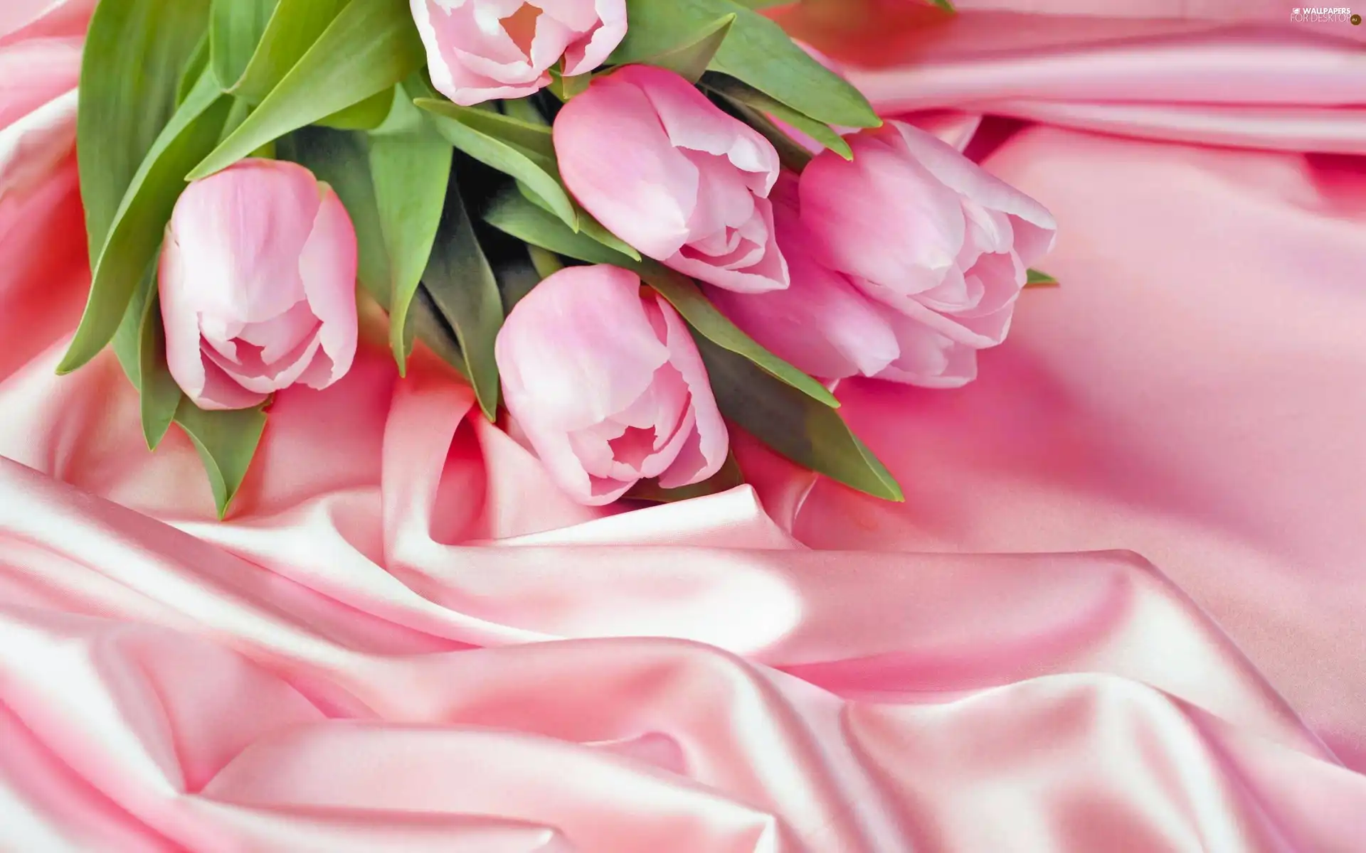 satin, Pink, Tulips