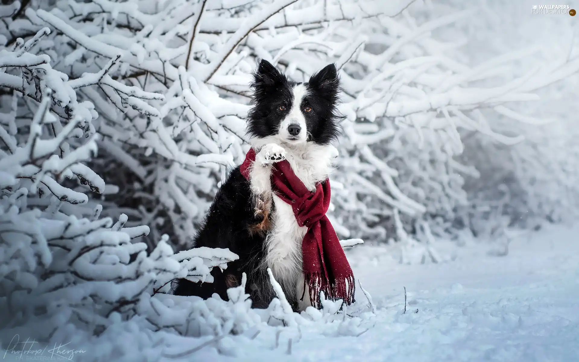 Scarf, dog, Twigs, Border Collie, White and Black, Snowy, winter