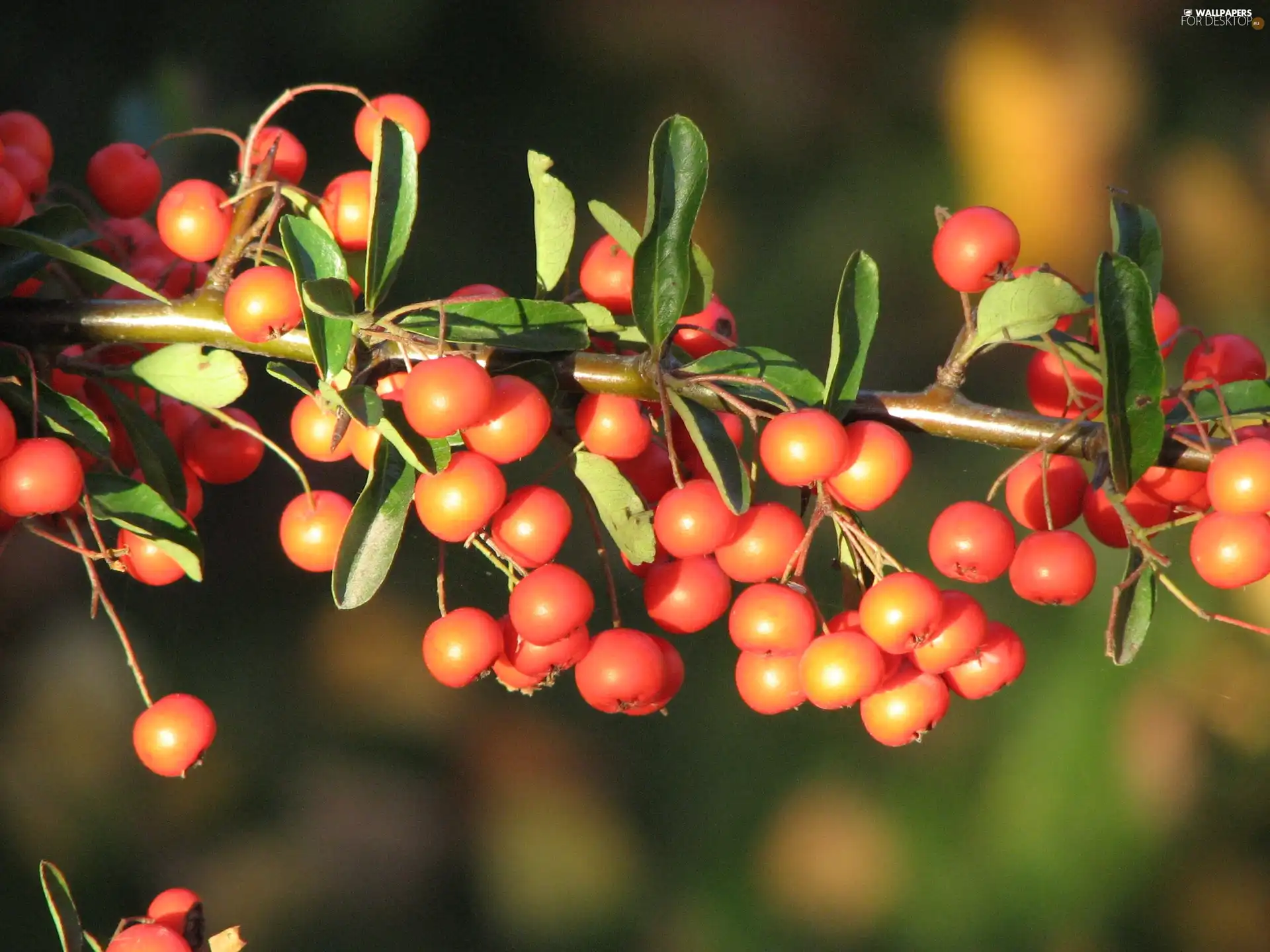 Scarlet firethorn