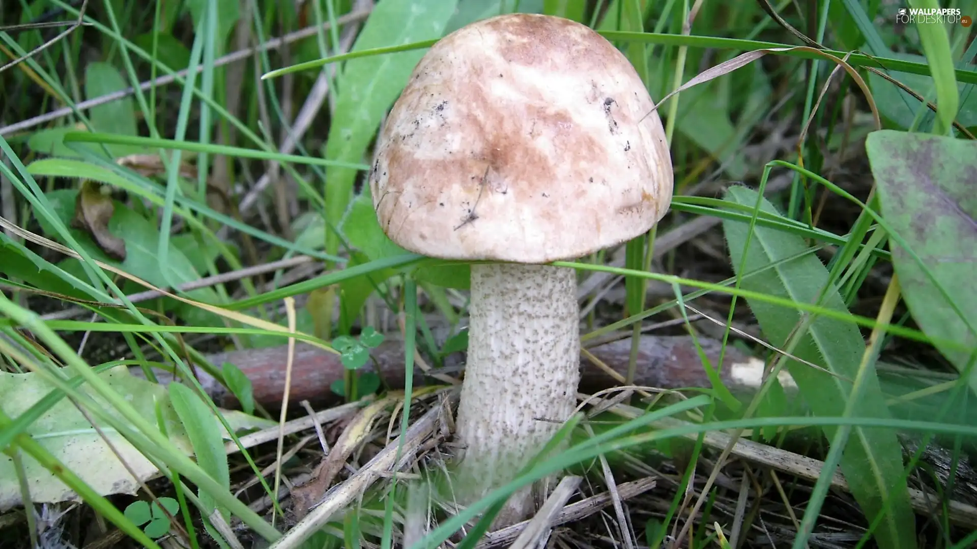 Mushrooms, scrub