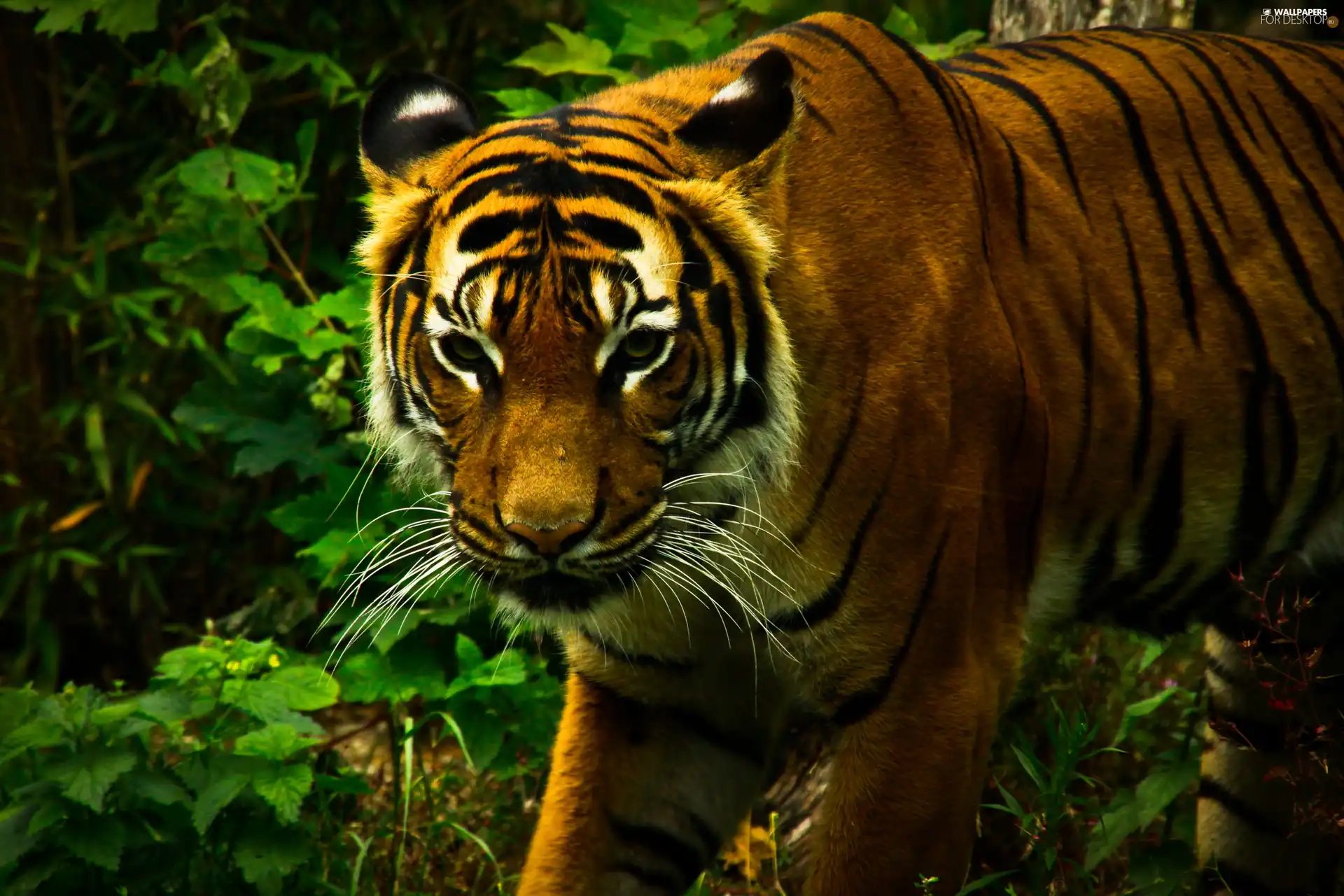 tiger, scrub