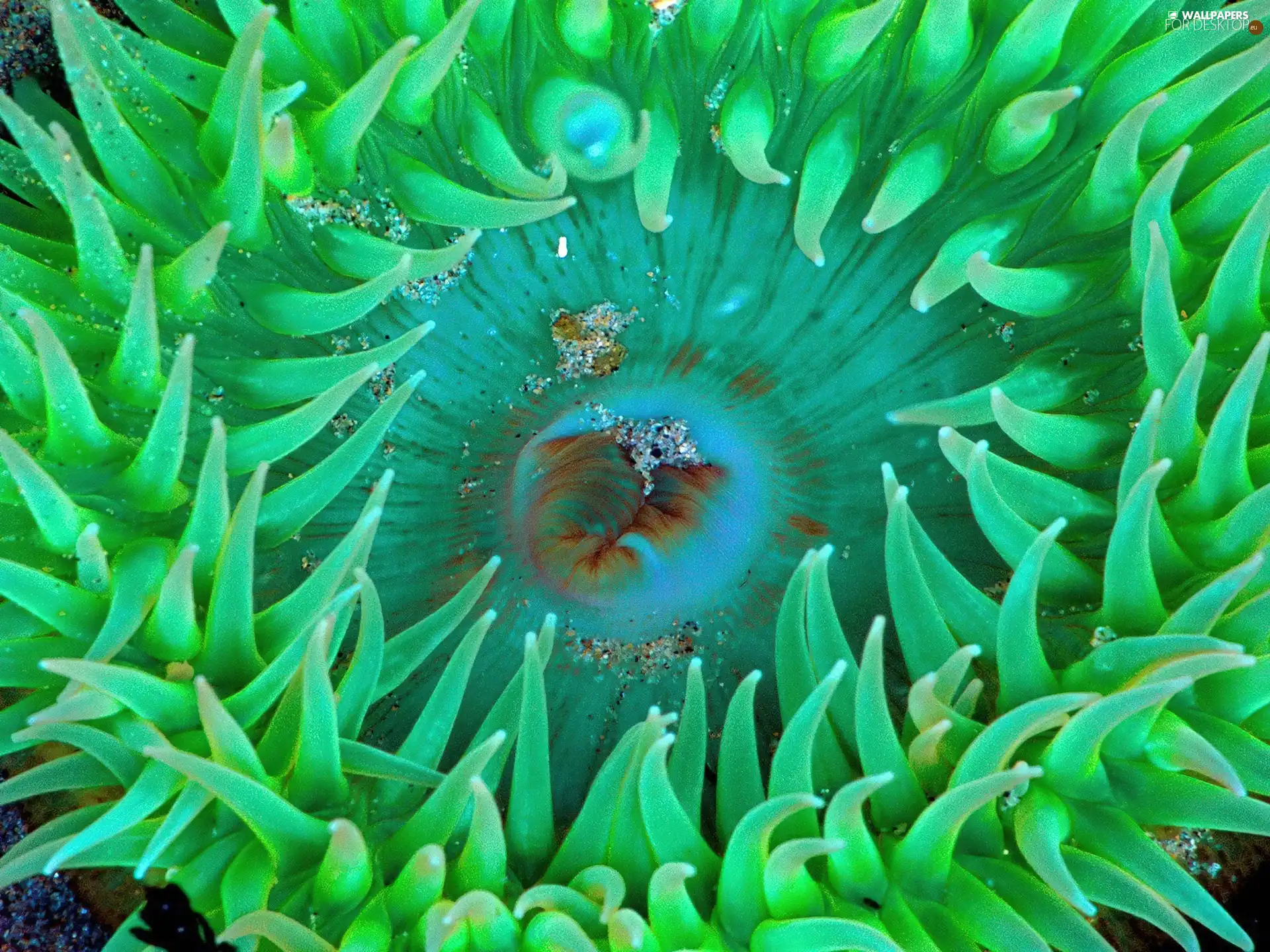 sea, Green, anemone